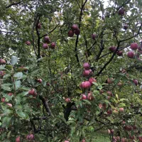 باغچه با موقعیت عالی فروش فوری روستای اونار|فروش زمین و ملک کلنگی|مشگین شهر, |دیوار