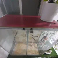 قفس پرنده|لوازم جانبی حیوانات|پاکدشت, پاکدشت (مامازند)|دیوار