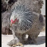 مرغ و خروس برهما دارک امپراطور