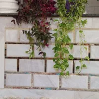 گل بتوس و برگ بیدی