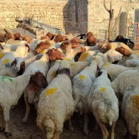 گوسفند کشتاری