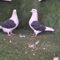 یه جفت جوجه دوکت درجه یک|پرنده|بابل, |دیوار