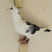 کبوتر ابلق سبز