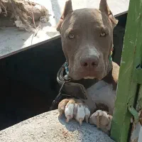 توله پیتبول درجه یک