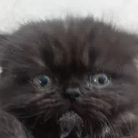 گربه|گربه|کرج, فاز ۴ مهرشهر|دیوار