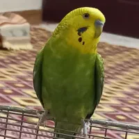 مرغ‌عشق‌‌..نر‌ مست.|پرنده|فردیس, ثابتی|دیوار