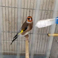 سهره خط چشم دار|پرنده|ری, ملکآباد|دیوار