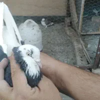 گمشده|حیوانات|نیشابور, پاستور|دیوار