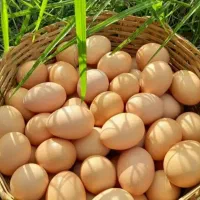 تخم مرغ محلی