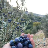 پخش انواع ترشی زیتون پرورده و