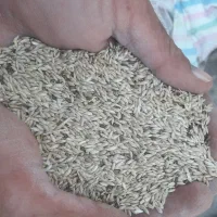 فروش تخم کتان (بلبل دنی)