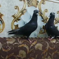 کبوتر اشعل
