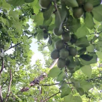 خدمات باغداری و کشاورزی