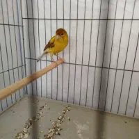 قناری|پرنده|شیراز, کوشک میدان|دیوار