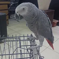 کاسکو 4 ساله سخنگو نر اماده|پرنده|پردیس, فاز ۳|دیوار