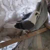 کبوتر پرشی|پرنده|مشکین‌دشت, |دیوار