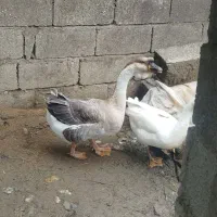 قوغاز