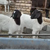 بزغاله ماده فروشی