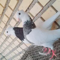 طوقی|پرنده|شادگان, |دیوار