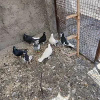 کفتر بهبونی شهری پرشی|پرنده|شیراز, سعدیه شمالی|دیوار