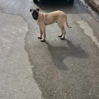 توله کانگال 4ماهه وتوله سراب 7ماهه هر دو نر هستند