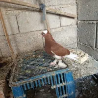 کفتر|پرنده|آسمینون, |دیوار