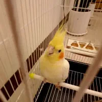 جفت عروس هلندی|پرنده|اسلامشهر, شهرک واوان|دیوار