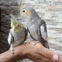 عروس هلندی
