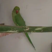 طوطی ملنگو ماده|پرنده|میناب, |دیوار