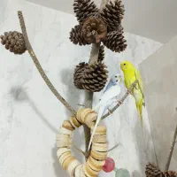 مرغ عشق جفت