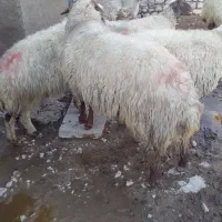 قوچ نمونه یک ساله