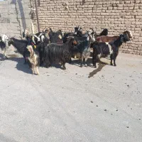 ۱۷راس سالار بز پازن