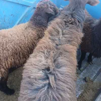 بره نر   چاق کشتاری|حیوانات مزرعه|نیشابور, مازول|دیوار