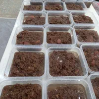 قورمه جوون اعلا|خوردنی و آشامیدنی|یزد, |دیوار