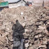 فروش کودمرغی کرمان