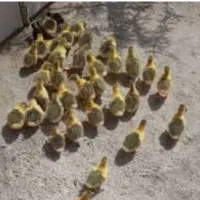 جوجه اسرائیلی ۳روزه