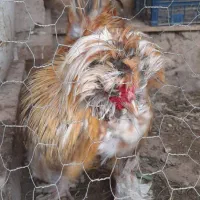 یک عدد خروس