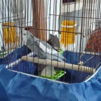 عروس هلندی وایت فیس