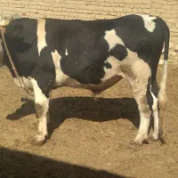 گوساله نر