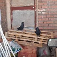 نمادهای کلاغ کوک حلقه چشم قرمز.