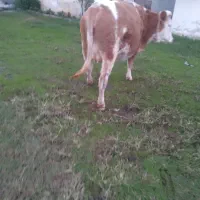 سمینتال شیری شکم اول ده روز مانده زایمان وزن ۵۵۰ ک|حیوانات مزرعه|لوندویل, |دیوار