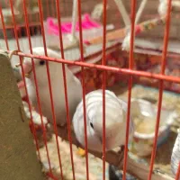 طوطی کوتوله برزیلی بهترین رنگ