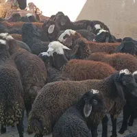 ۶۹راس میش وبره