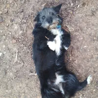 معاوضه سگ اشپیتز با بوقلمون