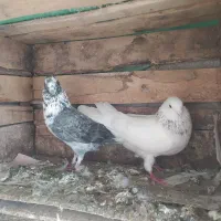 کبوتر غریبگیری|پرنده|سورک, |دیوار