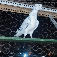 کفتر غریب گیری هر کسی می خواد توضیحات بخون|پرنده|بندرعباس, |دیوار