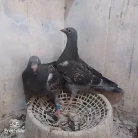 چاپ پلاک توپاه شرط هوش جوجه جیر