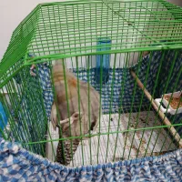 عروس ماده|پرنده|رشت, نخودچر|دیوار