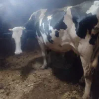 گاو هلشتاین دو ماه آبستن با گوساله|حیوانات مزرعه|دیواندره, |دیوار