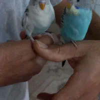مرغ عشق